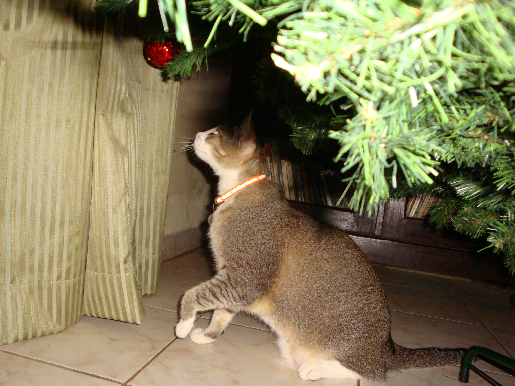 My sister's cat Lucifer investigates the quality of this year's tree at my mum's house.